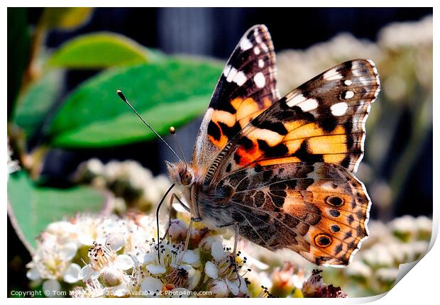 A colorful Painted Lady butterfly on a flower Print by Tom McPherson