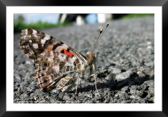 Tranquil Butterfly Resting on the ground Framed Mounted Print by Tom McPherson
