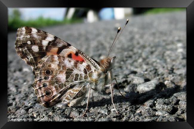Tranquil Butterfly Resting on the ground Framed Print by Tom McPherson