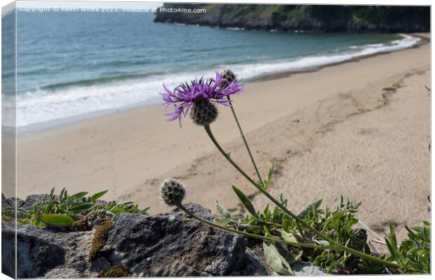 Greater Knapweed growing wild on seaside wall Canvas Print by Kevin White