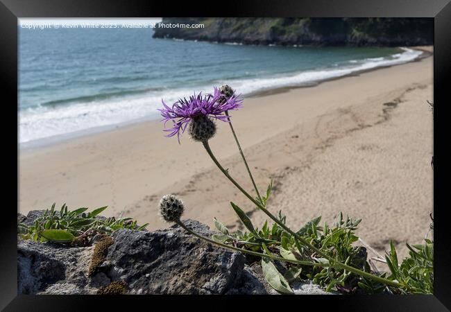 Greater Knapweed growing wild on seaside wall Framed Print by Kevin White