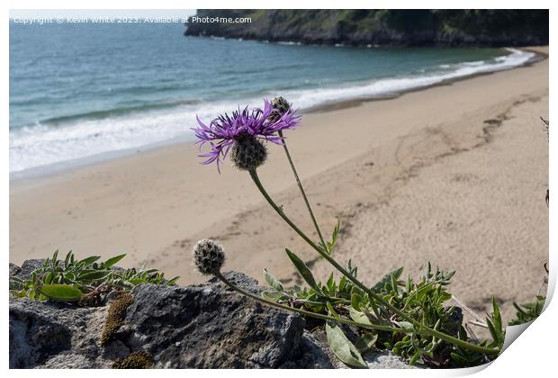 Greater Knapweed growing wild on seaside wall Print by Kevin White