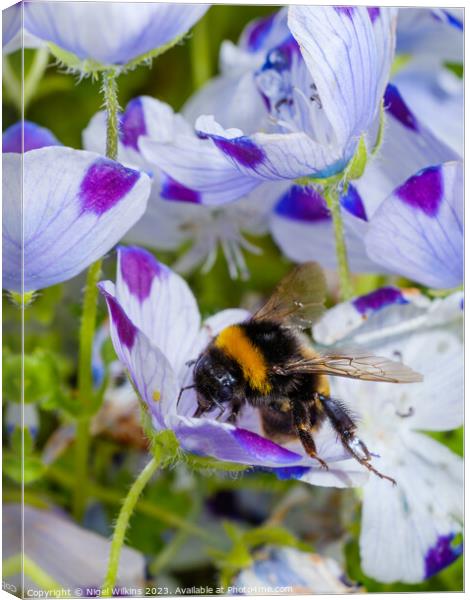 Garden Bumblebee Canvas Print by Nigel Wilkins