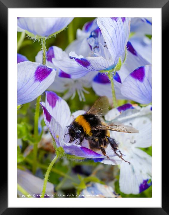 Garden Bumblebee Framed Mounted Print by Nigel Wilkins