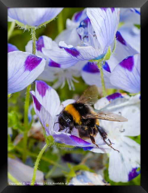Garden Bumblebee Framed Print by Nigel Wilkins