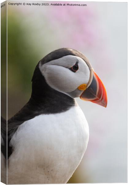 Puffin with sea thrift Canvas Print by Kay Roxby