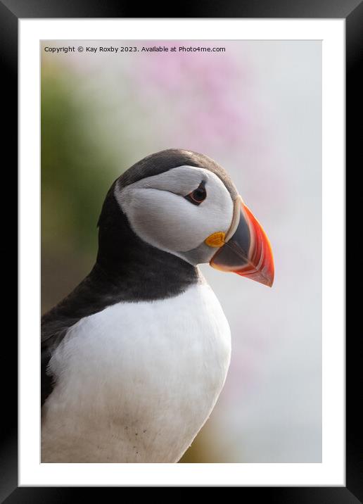 Puffin with sea thrift Framed Mounted Print by Kay Roxby