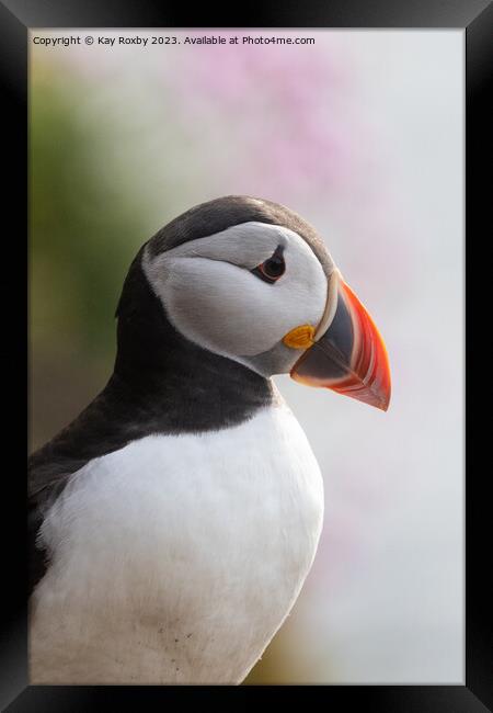 Puffin with sea thrift Framed Print by Kay Roxby
