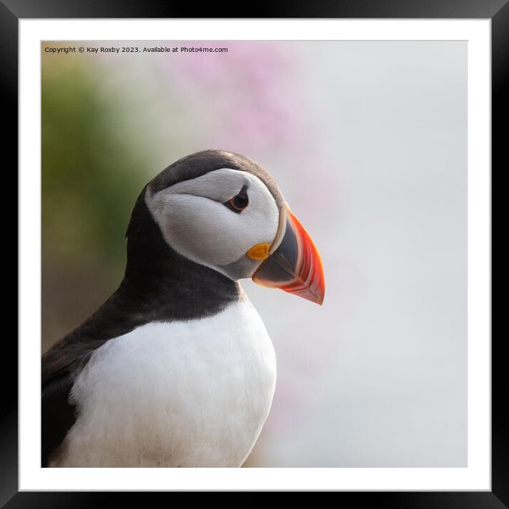 Puffin with sea thrift Framed Mounted Print by Kay Roxby