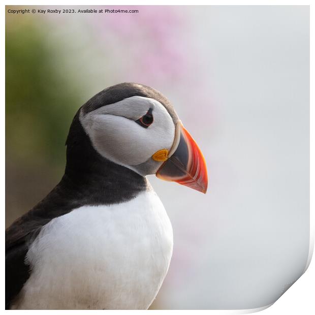 Puffin with sea thrift Print by Kay Roxby