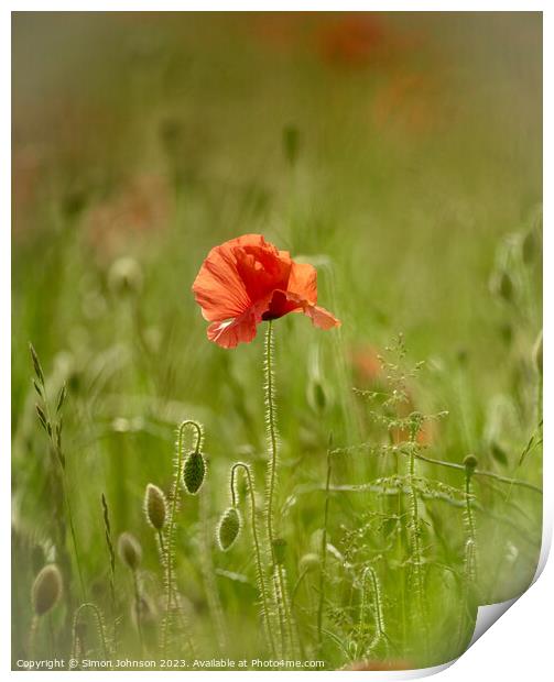 poppy flower  Print by Simon Johnson