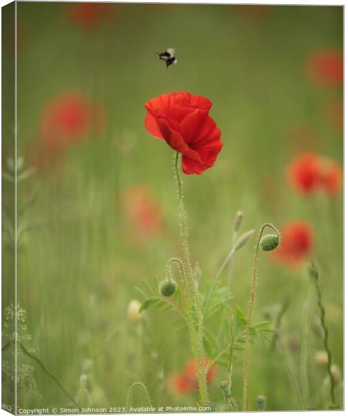 Poppy flower and bee Canvas Print by Simon Johnson