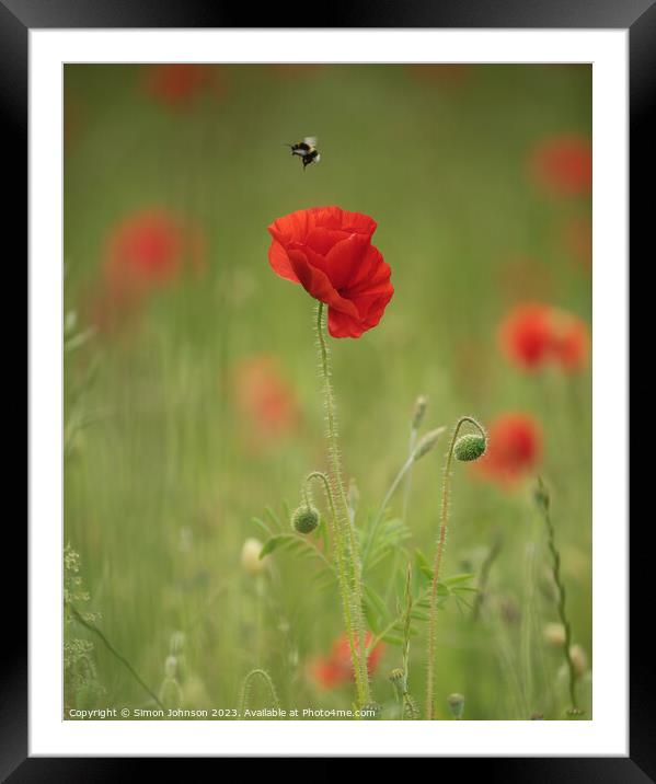 Poppy flower and bee Framed Mounted Print by Simon Johnson