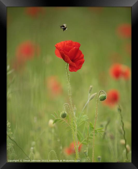 Poppy flower and bee Framed Print by Simon Johnson