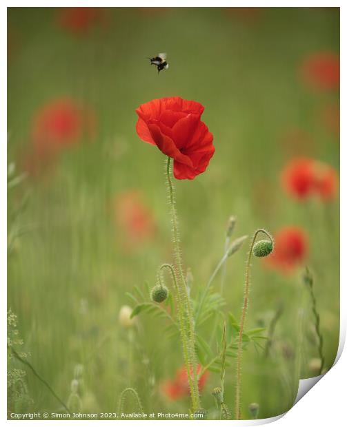 Poppy flower and bee Print by Simon Johnson