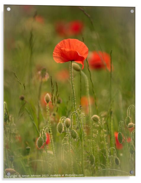 Poppy flower  Acrylic by Simon Johnson
