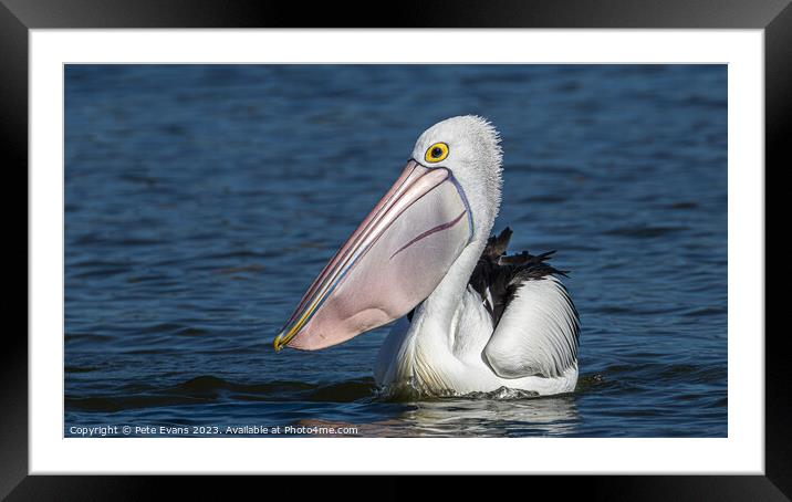The Pelican Framed Mounted Print by Pete Evans
