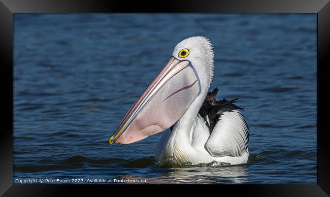 The Pelican Framed Print by Pete Evans