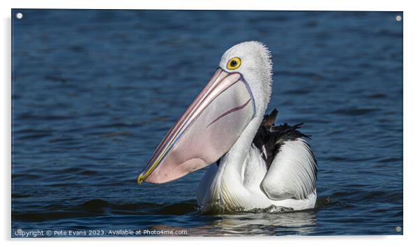 The Pelican Acrylic by Pete Evans