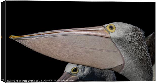 Pelicans Beak Canvas Print by Pete Evans