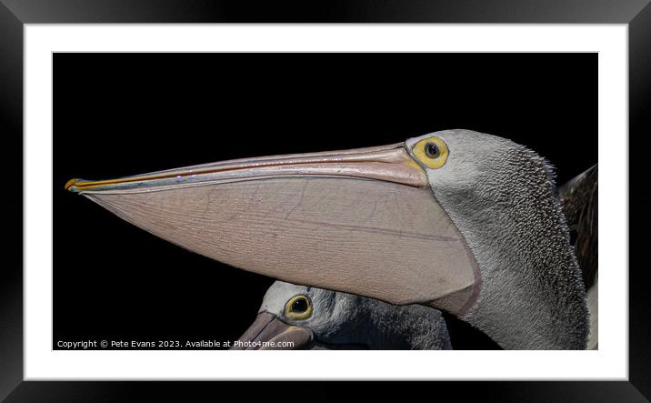 Pelicans Beak Framed Mounted Print by Pete Evans