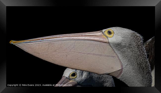 Pelicans Beak Framed Print by Pete Evans