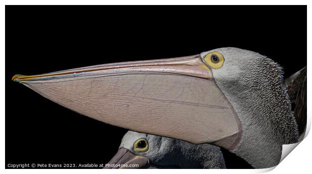 Pelicans Beak Print by Pete Evans
