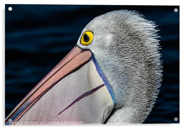 The Pelicans colours Acrylic by Pete Evans