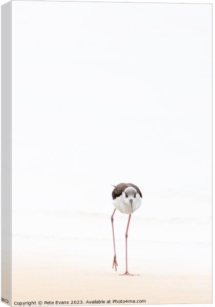 Abstract nonphotoBlack winged Stilt Canvas Print by Pete Evans