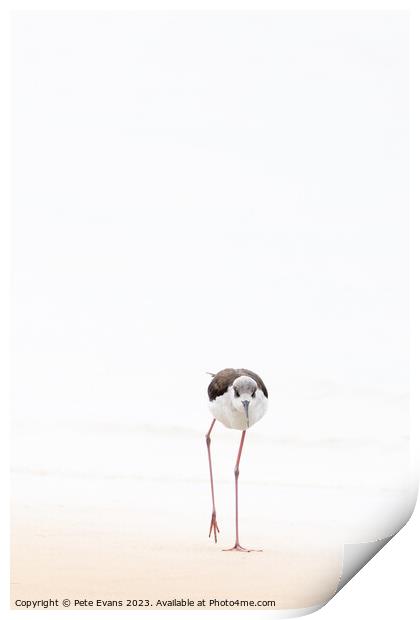 Abstract nonphotoBlack winged Stilt Print by Pete Evans