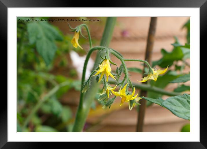 Flowers of tomatoes plant Framed Mounted Print by aurélie le moigne