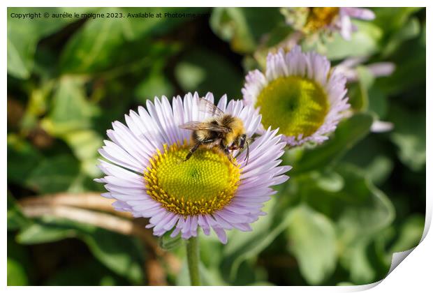 Purple seaside fleabane and bee in a garden Print by aurélie le moigne