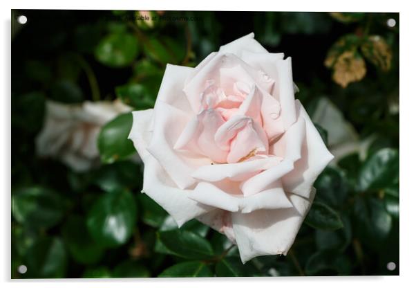 Pink rose in a garden Acrylic by aurélie le moigne