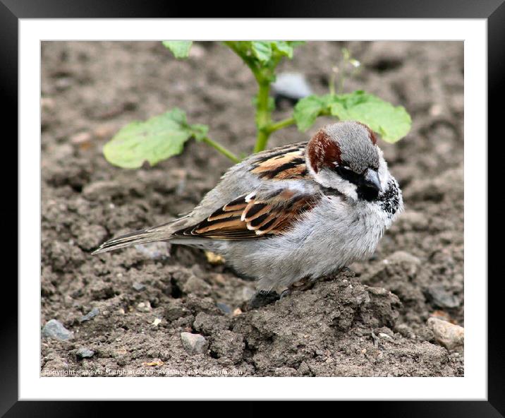 Delicate Beauty: House Sparrow Framed Mounted Print by Kevin Maughan