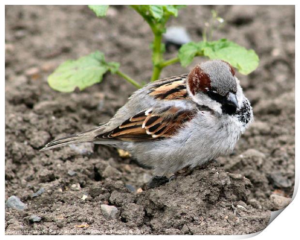 Delicate Beauty: House Sparrow Print by Kevin Maughan