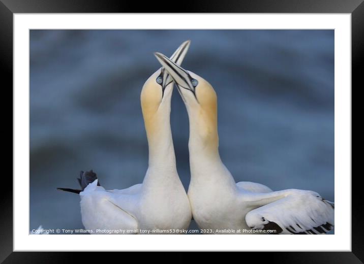 Courting Gannets  Framed Mounted Print by Tony Williams. Photography email tony-williams53@sky.com