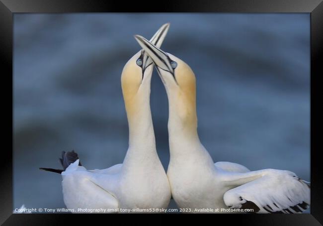 Courting Gannets  Framed Print by Tony Williams. Photography email tony-williams53@sky.com