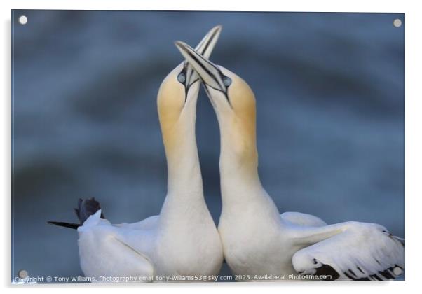 Courting Gannets  Acrylic by Tony Williams. Photography email tony-williams53@sky.com