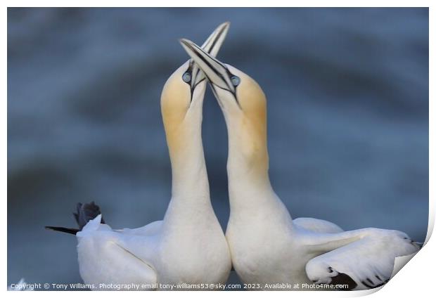 Courting Gannets  Print by Tony Williams. Photography email tony-williams53@sky.com