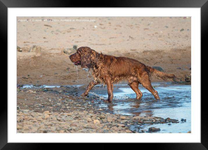 Cocker Spaniel having  fun after soaking in the sea Framed Mounted Print by Kevin White