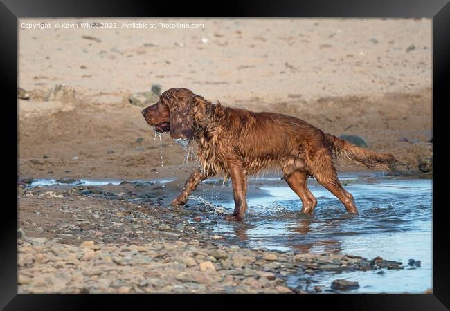 Cocker Spaniel having  fun after soaking in the sea Framed Print by Kevin White