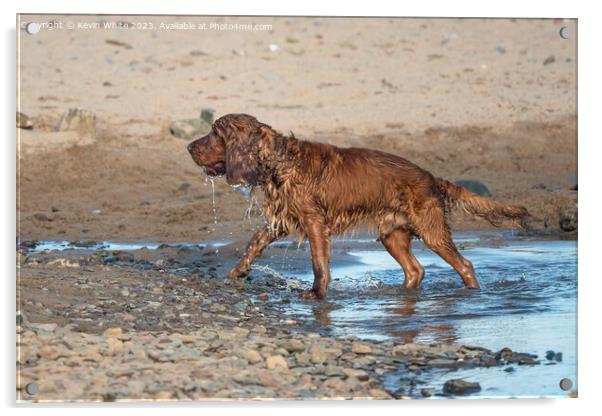 Cocker Spaniel having  fun after soaking in the sea Acrylic by Kevin White