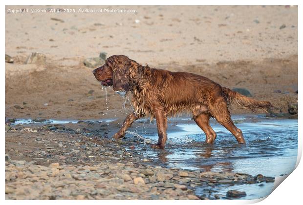 Cocker Spaniel having  fun after soaking in the sea Print by Kevin White