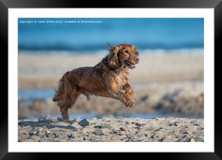 Wet Cocker Spaniel Doggy fun on beach Framed Mounted Print by Kevin White