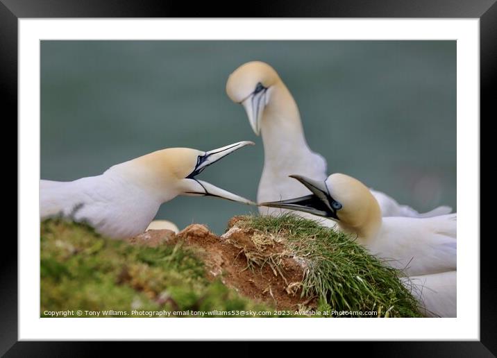 Two gannets bickering  Framed Mounted Print by Tony Williams. Photography email tony-williams53@sky.com