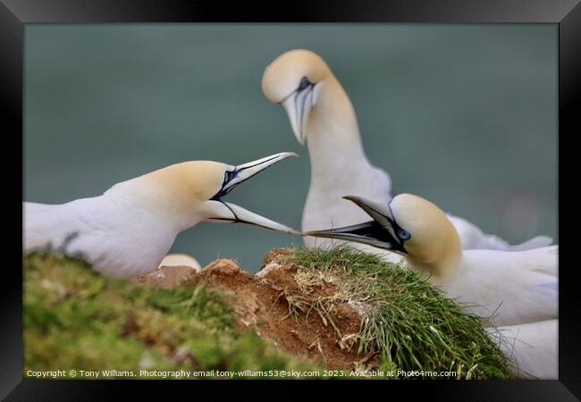 Two gannets bickering  Framed Print by Tony Williams. Photography email tony-williams53@sky.com