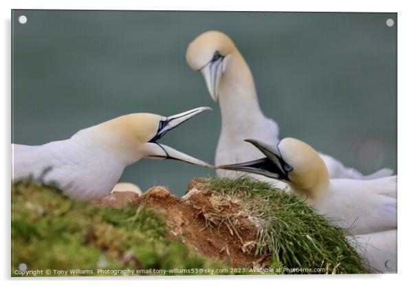 Two gannets bickering  Acrylic by Tony Williams. Photography email tony-williams53@sky.com