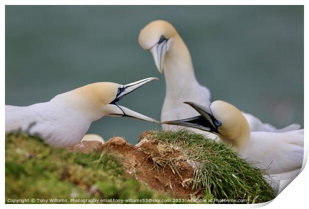 Two gannets bickering  Print by Tony Williams. Photography email tony-williams53@sky.com
