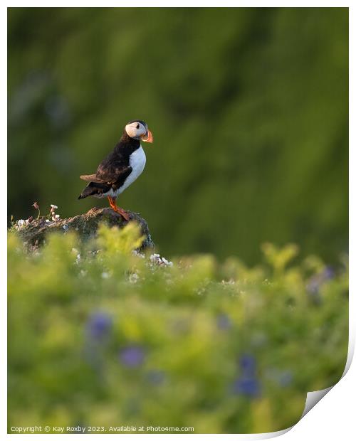 Puffin on Skomer Island Print by Kay Roxby