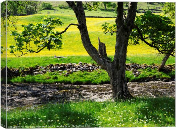 Riverside Tree and Buttercup Meadows in Langstrothdale Canvas Print by Mark Sunderland